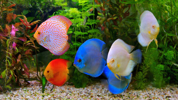 Спят ли рыбы? Секрет, который скрывает аквариум
