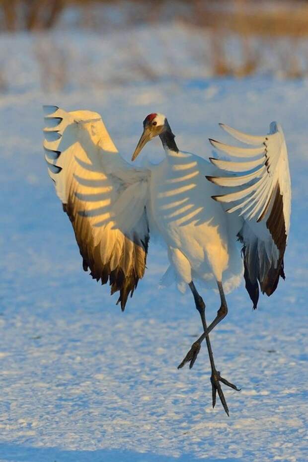 10784112_original (466x700, 72Kb)