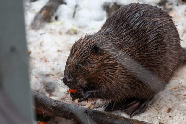 В Петербурге подгрызенное бобром дерево в элитном ЖК рухнуло на парковку