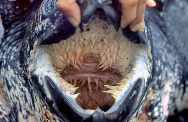 Милая и симпатичная черепаха Тортила в мире животных, зубы, фото