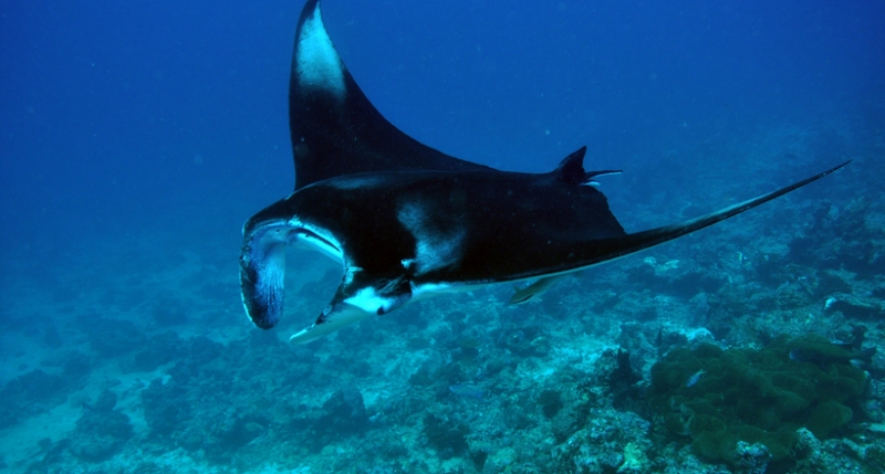 В поисках Немо в Dhigali Maldives