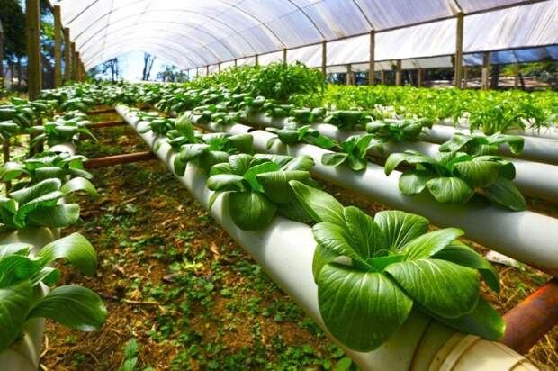 Инновации в сельском хозяйстве, экологические продукты: популярные экологические тренды 2019