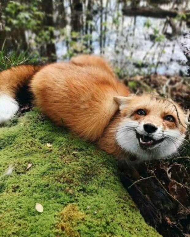 Снимки самых милых лис, которые поднимают настроение