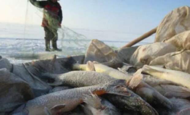 Браконьерство по-якутски или 100 тысяч рублей штрафа за 28 рыб