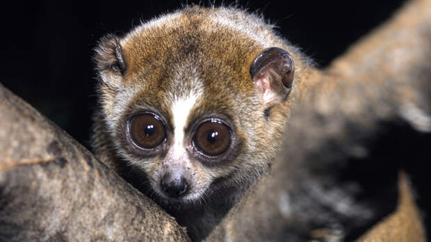 Почему карликовый лори стал сенсацией в соцсетях