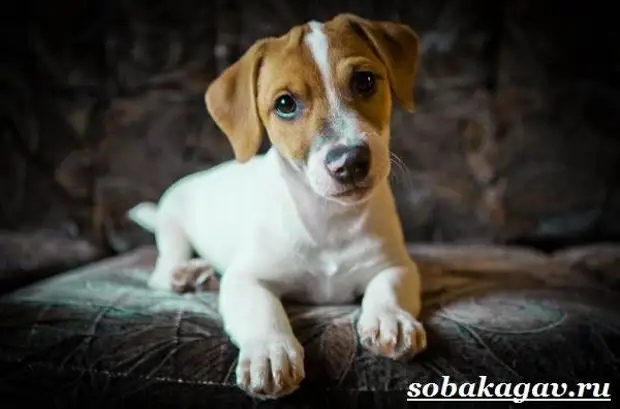 Джек Рассел терьер собака. Описание, особенности, уход и цена Джек Рассел терьера