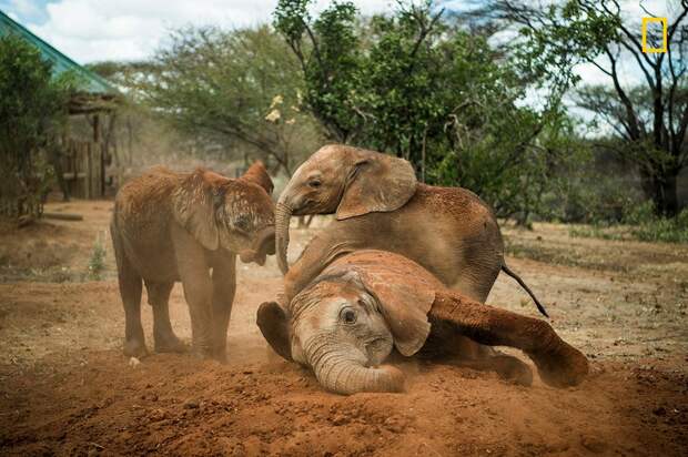 Приют слонов-сирот в Кении