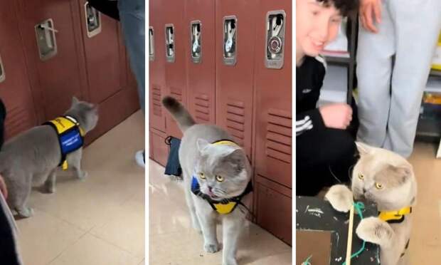 Работает за еду: в школе завели кота-терапевта, и теперь дети с радостью идут на учебу