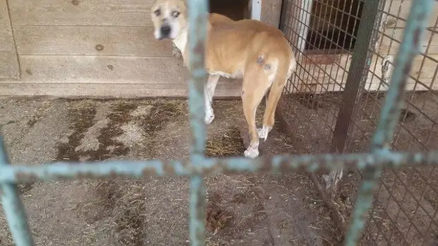 Перед ремонтом зоопарка животных вывезли. Перед ремонтом зоопарка животных вывезли. В зоопарке ремонт читать. Украинцы звери. Тайган сафари парк в крыму.