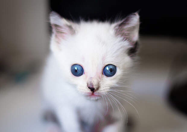 15 котов с изюминкой, которые доказывают, что любить нужно не за внешность  домашние питомцы, котики
