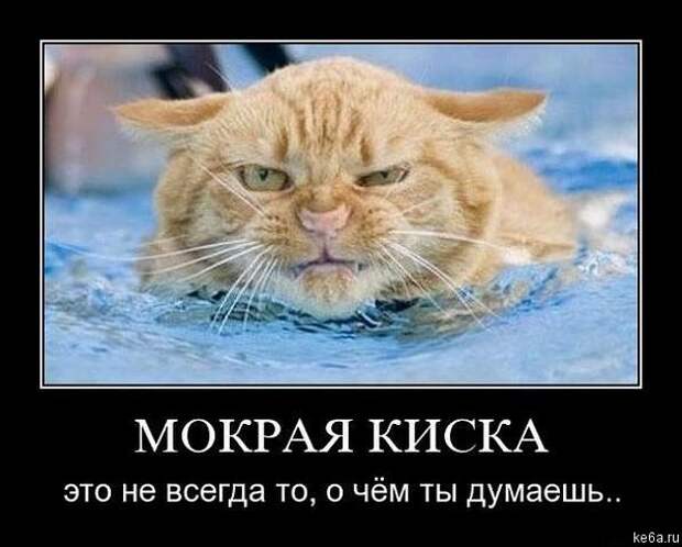 Животным смешно, а вам? (90 фото)