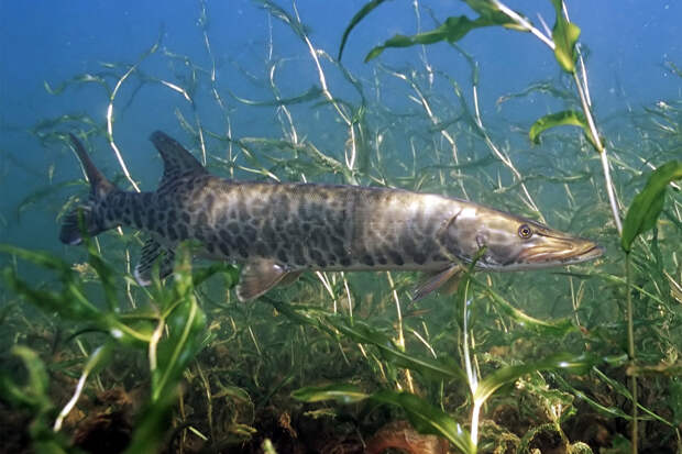 Пожарный поймал щуку длиной 145 сантиметров и поставил рыболовный рекорд