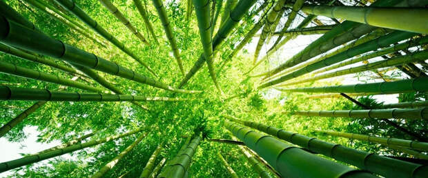 Бамбук оказался суперфудом со значительной пользой для здоровья