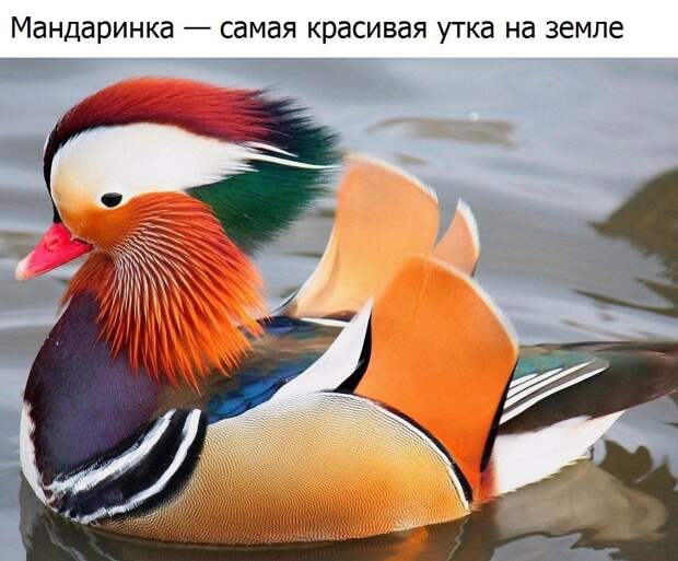 Забавная подборка классных фотографий и смешных картинок с надписями
