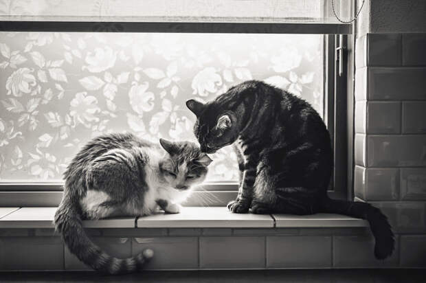 Кошачьи истории в фоторграфиях животные, коты