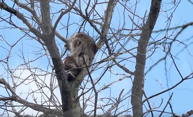 На Кубани спасатели сняли с дерева енота, которого едва не заклевали вороны