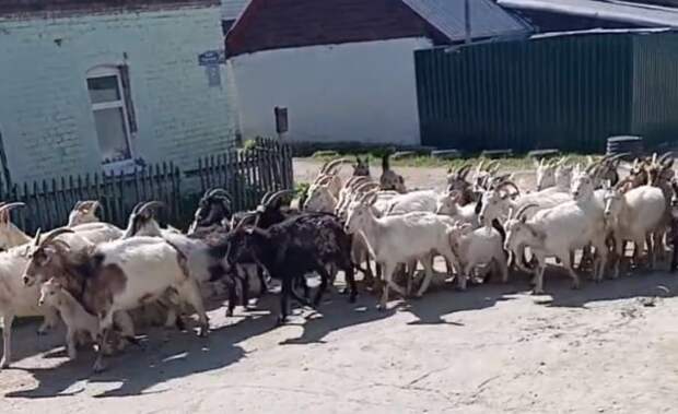 Жители Тулы пожаловались на соседку, выгуливающую коз