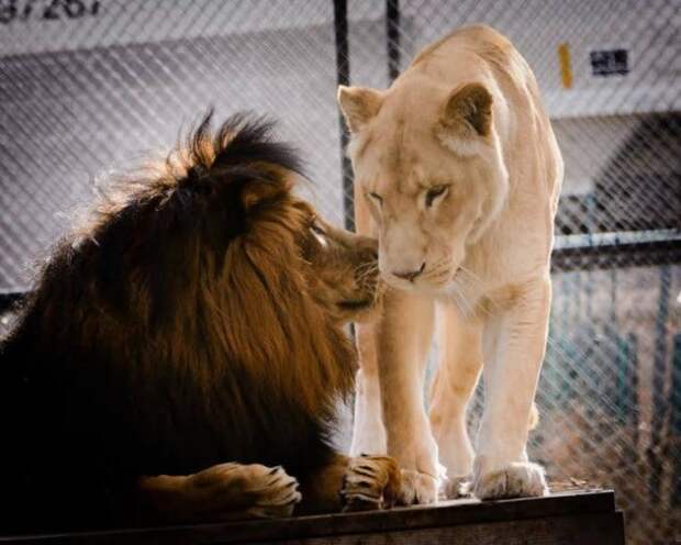 Как любовь льва спасла лев, львица, любовь