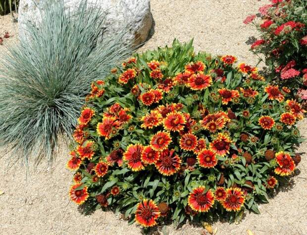 Гайллардия крупноцветковая (Gaillardia х grandiflora)