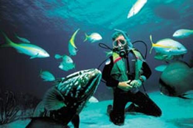 Аквалангист — смотритель аквариума проводит под водой многие часы