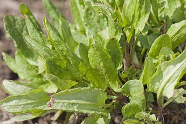 Шпинат: польза и риски — что говорит врач