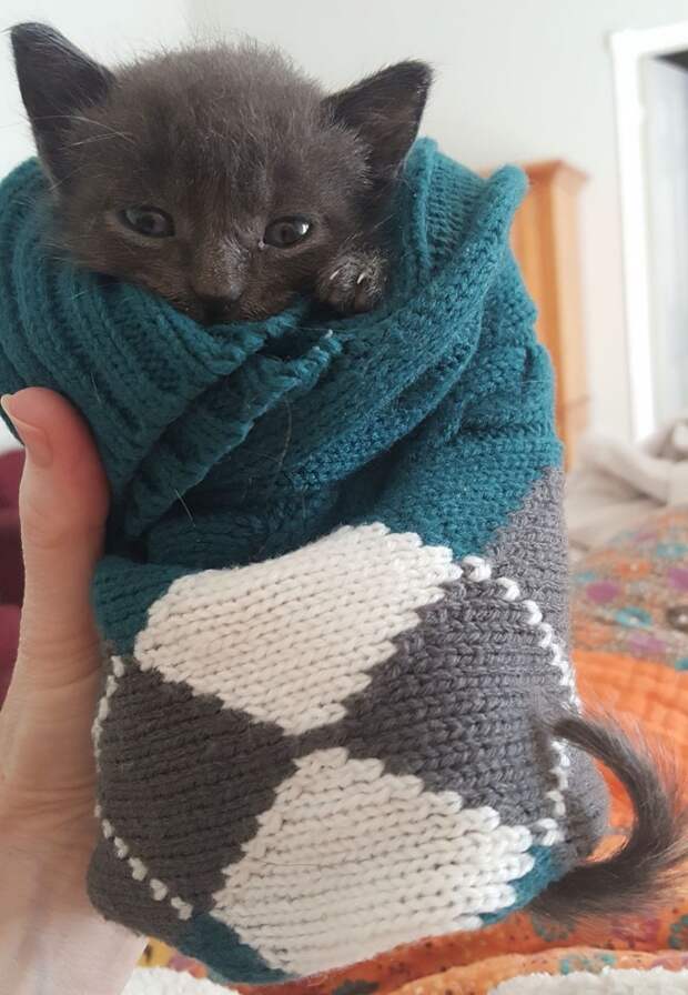 Без кота и жизнь не та