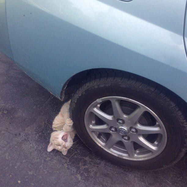 20 кошек, которым действительно нужны выходные коши которым нужны выходные, кошки устали, кошки ждут выходных