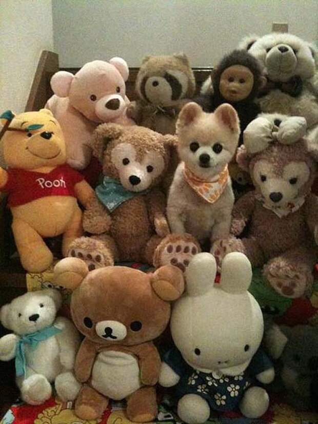 20 животных, которые маскируются как боги