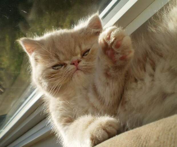 Без кота и жизнь не та