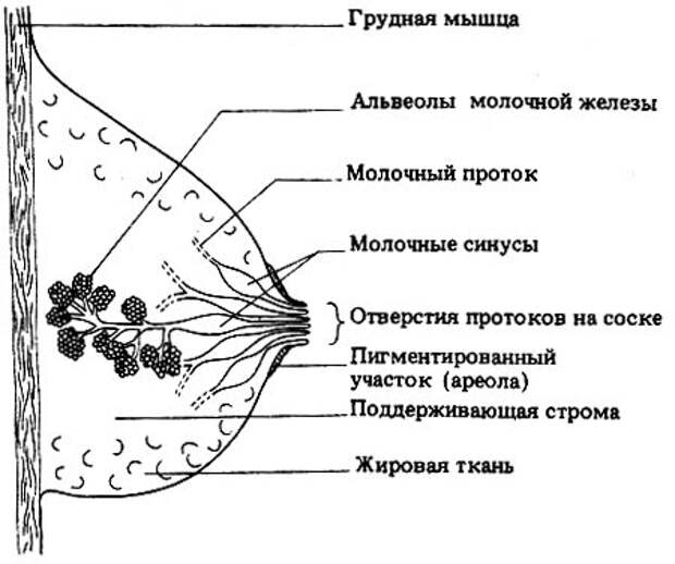 Схема женской груди