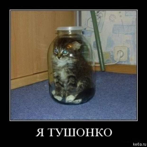 Животным смешно, а вам? (90 фото) smeshnie shivotnie 21 Животным смешно, а вам? (90 фото)