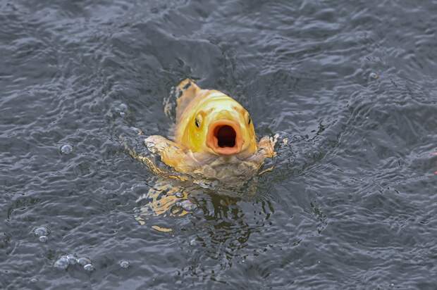 Трамп объявил войну одному виду рыб