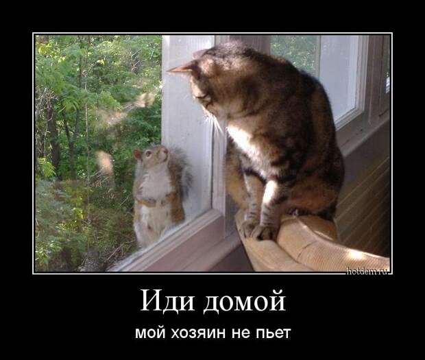 иди домой мой хозяин не пьет демотиватор, прикол, юмор