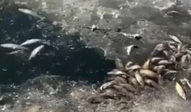 О массовой гибели рыбы на озере Чусовое рассказал екатеринбуржец