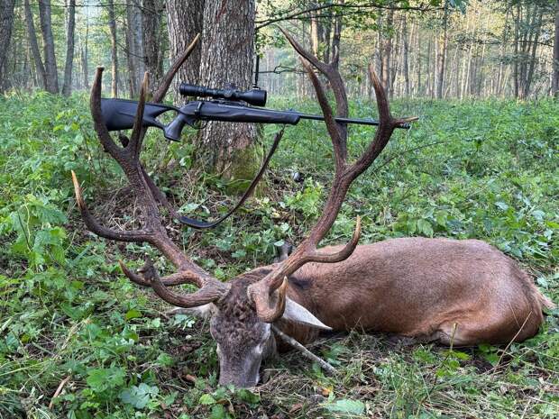 Беларусь: традиции охоты и охота как отрасль хозяйства