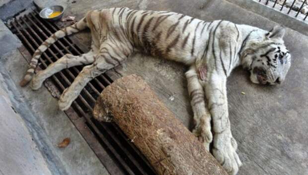 Работник зоопарка кормит тигра смехотворно маленьким кусочком мяса. Это нужно остановить!