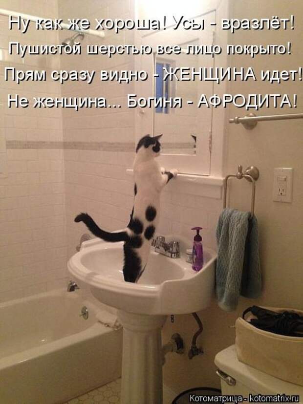 Лучшие котоматрицы недели (50 фото)