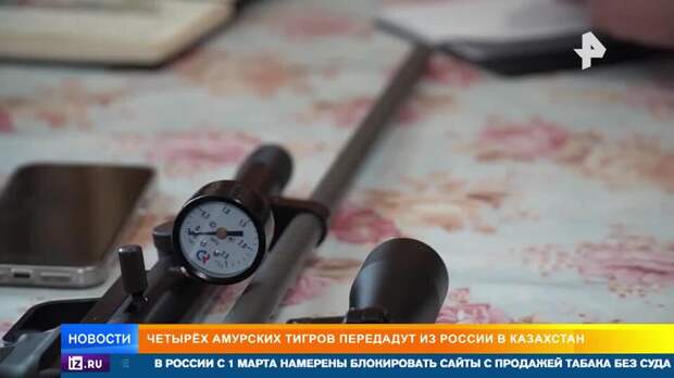 Четыре амурских тигра переедут из России в Казахстан