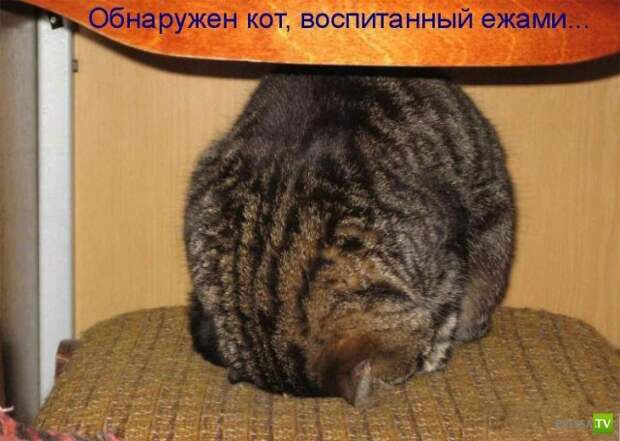 Котоматрица (18 фото)