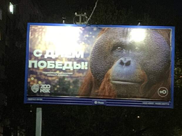 Новосибирцев поздравили с Днем Победы плакатом с орангутаном — перформанс
