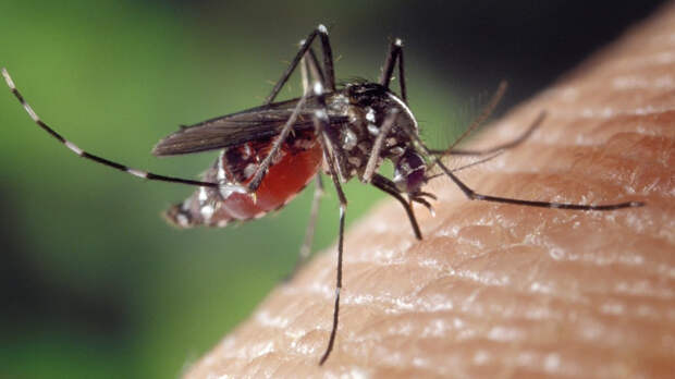 Биологи объяснили, по каким критериям комары выбирают свою «жертву»