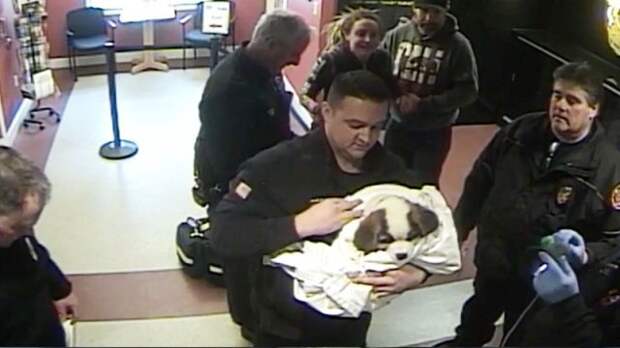 спасение щенка в полицейском участке