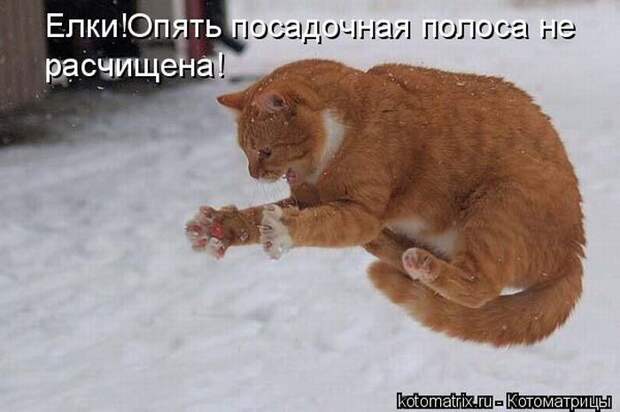 Лучшие котоматрицы недели (50 фото)