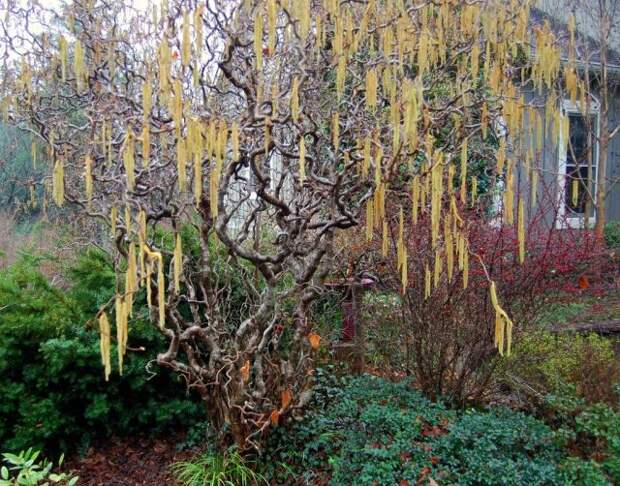 Лещина «Конторта» (Corylus avellana ‘Contorta’)