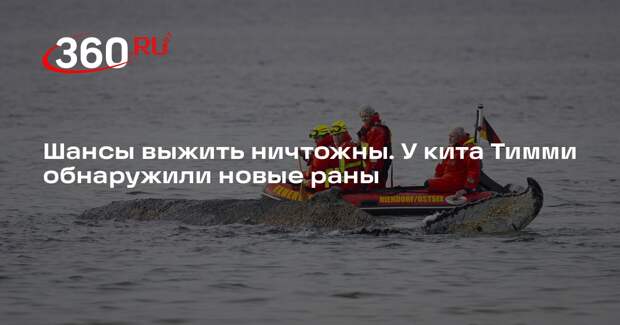 NDR: специалисты заметили новые травмы у кита Тимми, застрявшего в Германии
