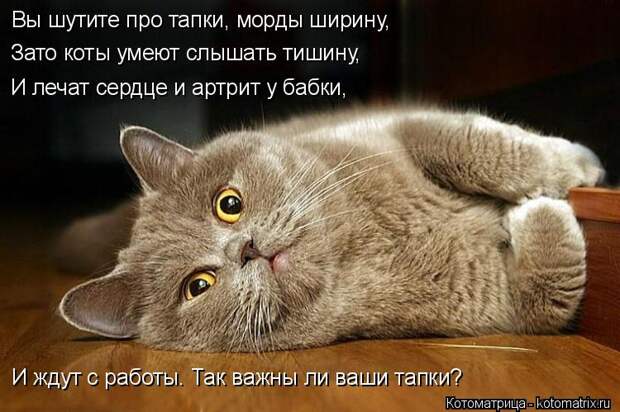 Котоматрица: Вы шутите про тапки, морды ширину, Зато коты умеют слышать тишину, И лечат сердце и артрит у бабки, И ждут с работы. Так важны ли ваши тапки?
