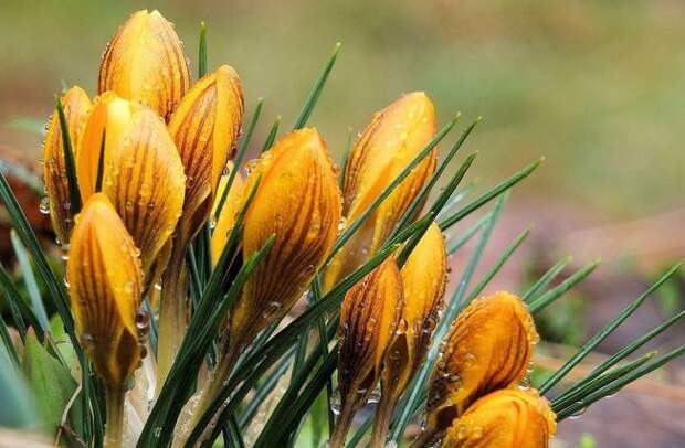 Крокус Валикола - очень эффектный цветок