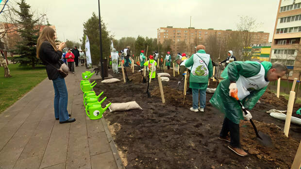 В Можайске высадили 85 лип в рамках акции «Сад памяти»