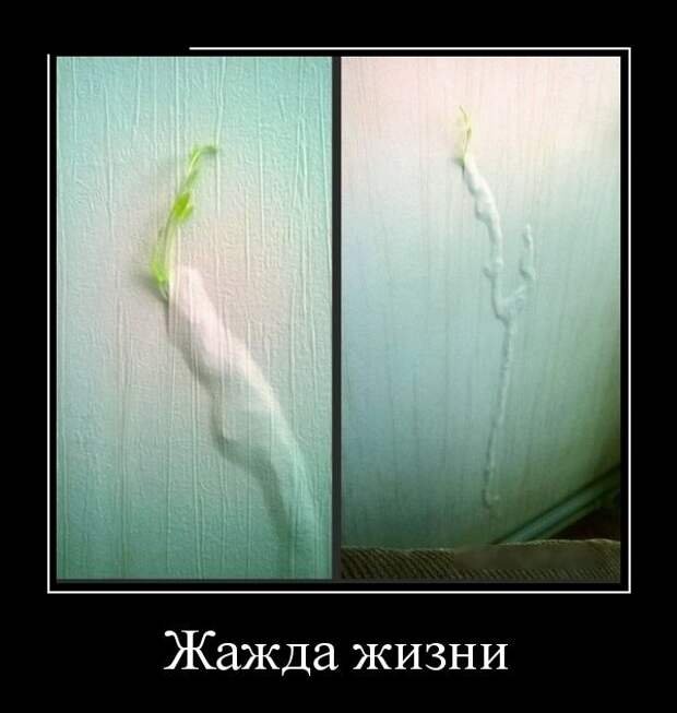 Демотиваторы