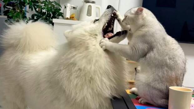 Смешные фото животных — апрель 2026 года